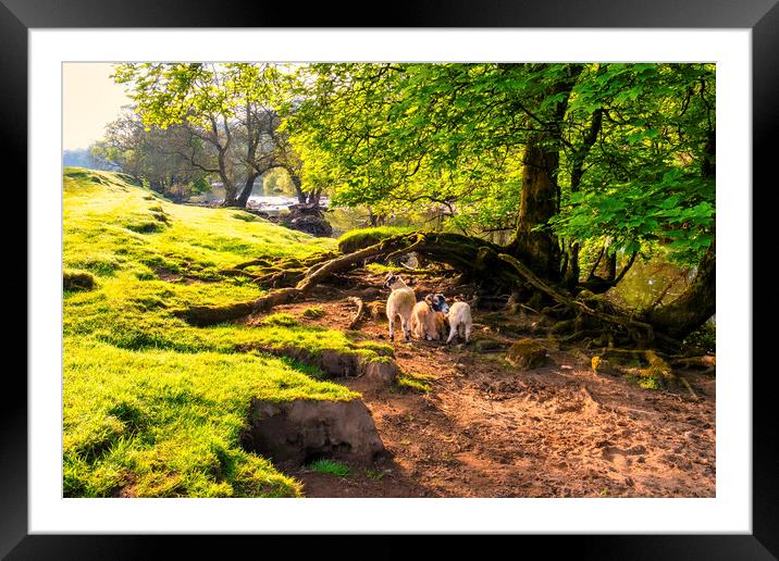 Beautiful Swaledale Framed Mounted Print by Tim Hill