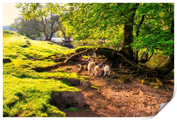 Beautiful Swaledale Print by Tim Hill