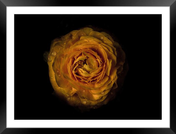Backyard Flowers 73 Color Version Framed Mounted Print by Brian Carson