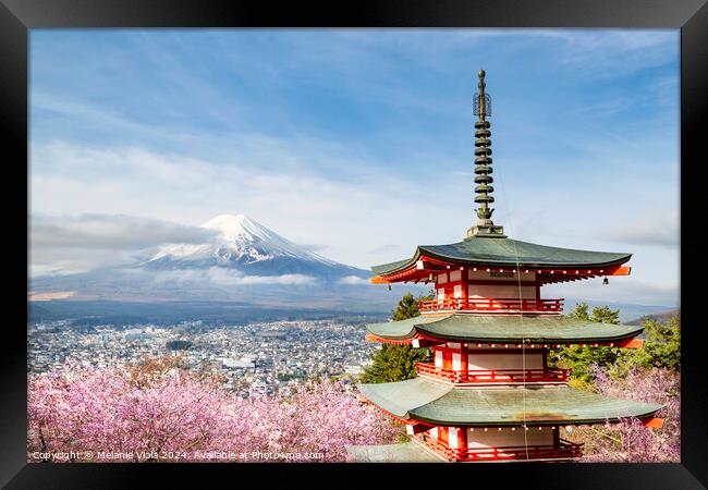 Magnificent view of Mount Fuji with Chureito Pagoda during cherry blossom season Framed Print by Melanie Viola