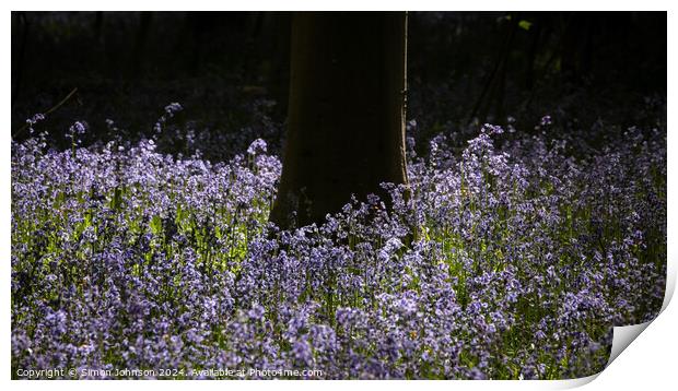 Bluebells Print by Simon Johnson