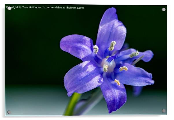 Bluebell Acrylic by Tom McPherson