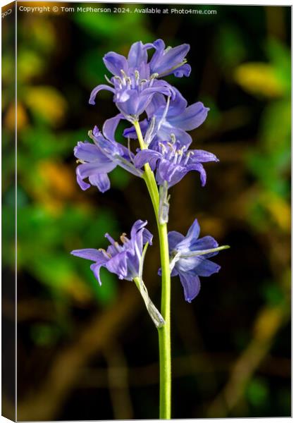 Bluebell Canvas Print by Tom McPherson