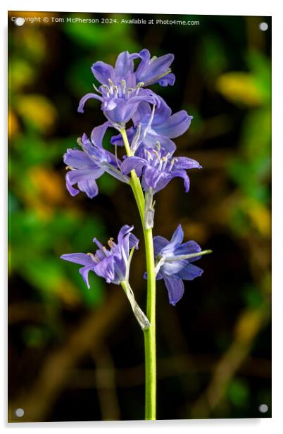 Bluebell Acrylic by Tom McPherson