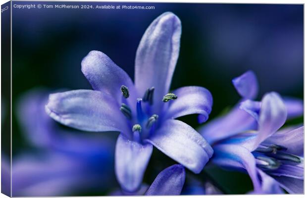 Bluebell Canvas Print by Tom McPherson