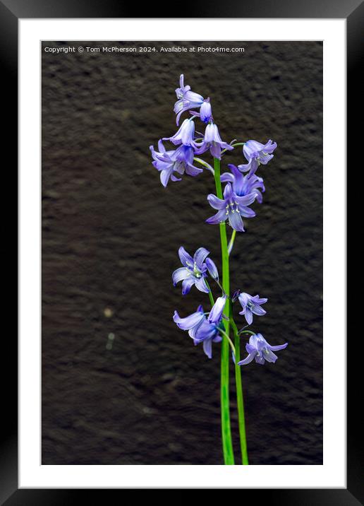 Bluebell Framed Mounted Print by Tom McPherson