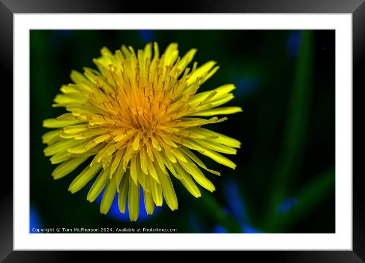 Dandelion Flower Framed Mounted Print by Tom McPherson