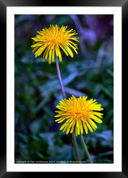 Dandelion Flower Framed Mounted Print by Tom McPherson