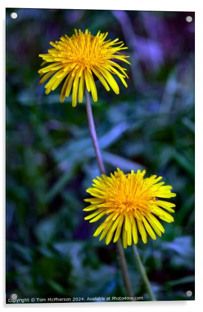 Dandelion Flower Acrylic by Tom McPherson