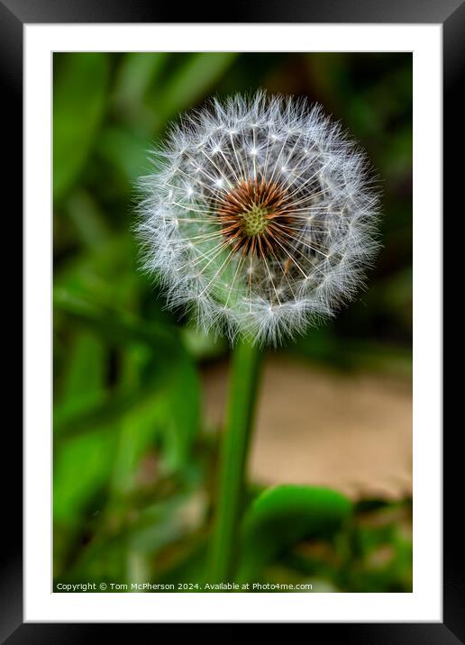 Dandelion Flower Framed Mounted Print by Tom McPherson