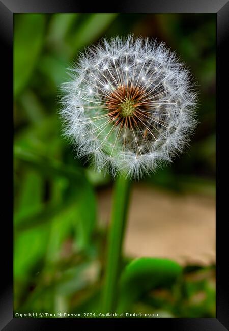 Dandelion Flower Framed Print by Tom McPherson