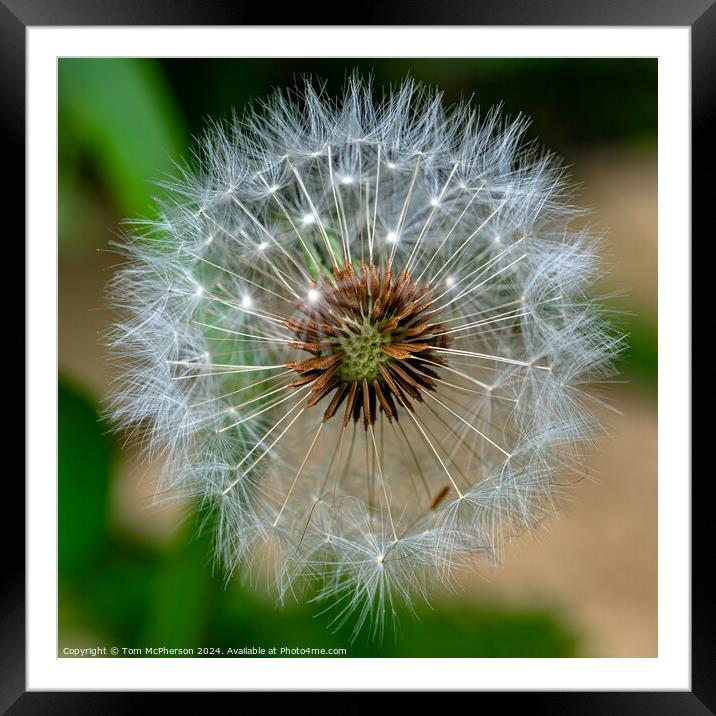 Dandelion Flower Framed Mounted Print by Tom McPherson