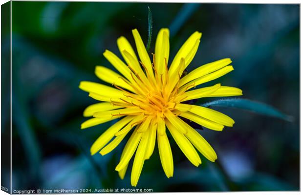 Dandelion Flower Canvas Print by Tom McPherson