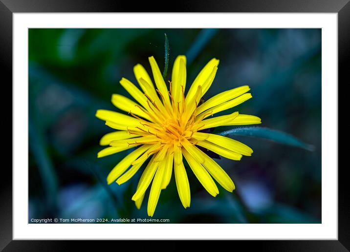 Dandelion Flower Framed Mounted Print by Tom McPherson