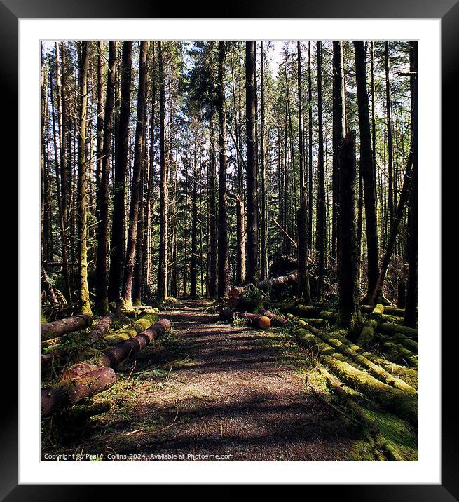 Ancient Forest on Skye Framed Mounted Print by Paul J. Collins