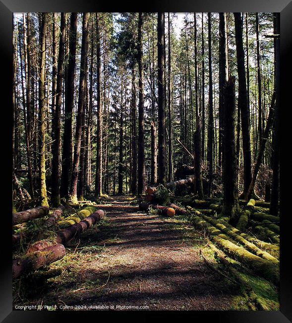 Ancient Forest on Skye Framed Print by Paul J. Collins