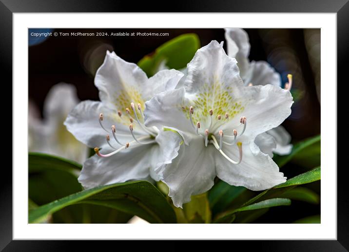 A rhododendron Framed Mounted Print by Tom McPherson