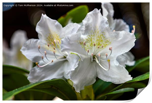 A rhododendron Print by Tom McPherson