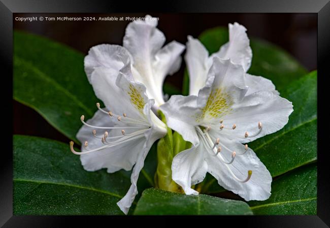 A rhododendron Framed Print by Tom McPherson
