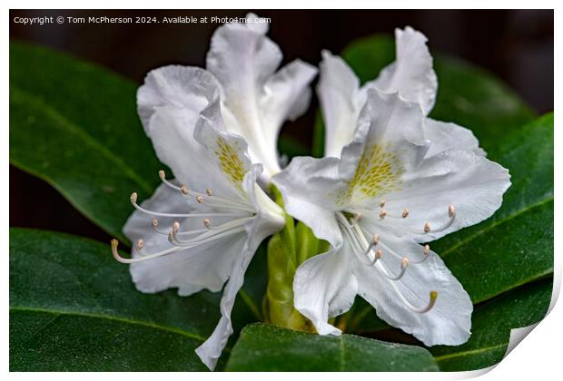 A rhododendron Print by Tom McPherson