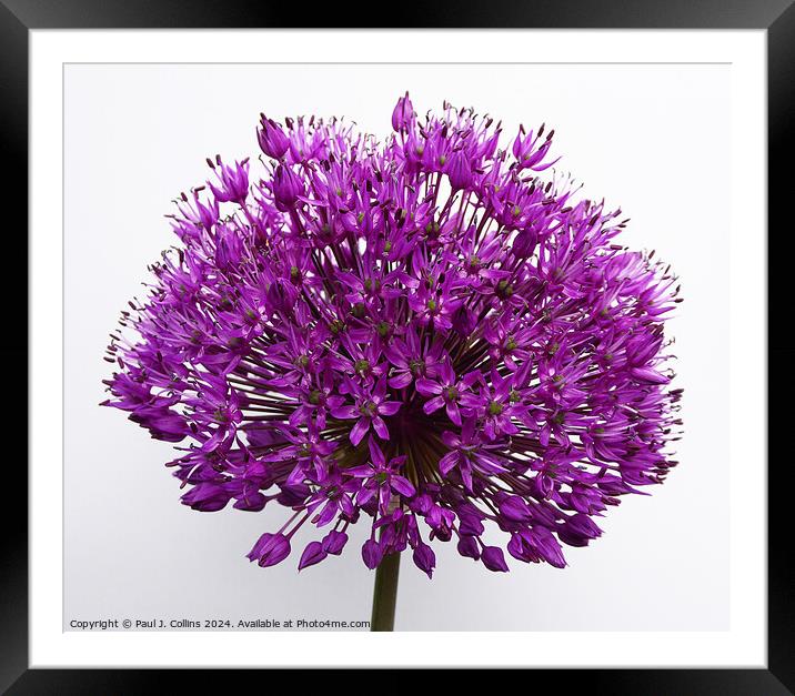 Allium 'Purple Sensation' Framed Mounted Print by Paul J. Collins