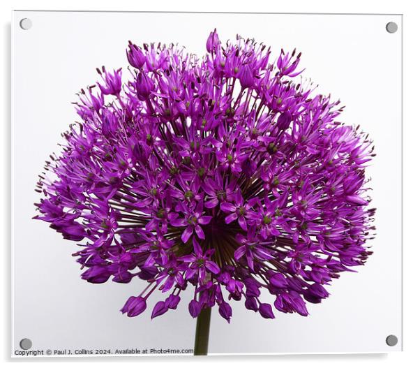 Allium 'Purple Sensation' Acrylic by Paul J. Collins