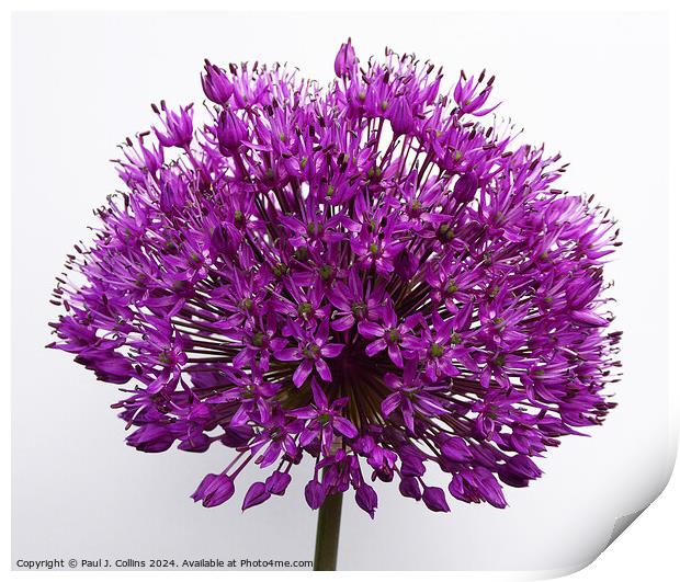 Allium 'Purple Sensation' Print by Paul J. Collins