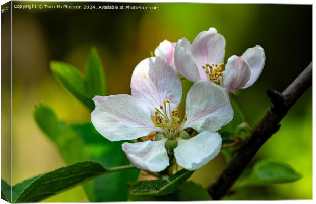Apple Blossom Canvas Print by Tom McPherson
