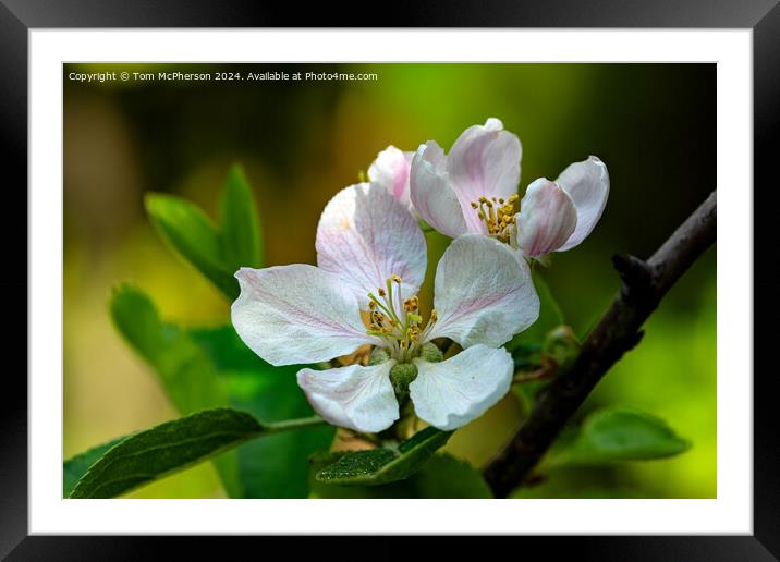 Apple Blossom Framed Mounted Print by Tom McPherson