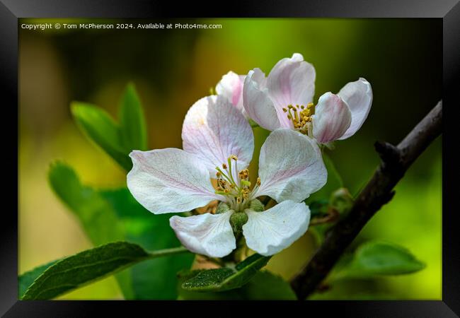 Apple Blossom Framed Print by Tom McPherson