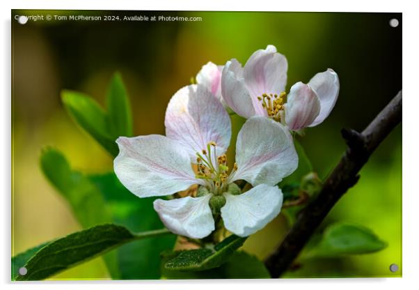 Apple Blossom Acrylic by Tom McPherson