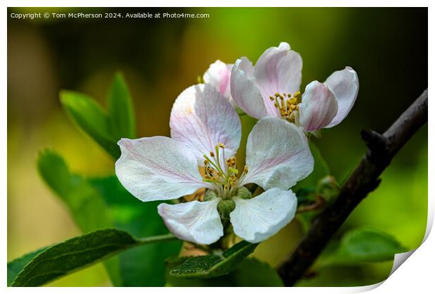 Apple Blossom Print by Tom McPherson