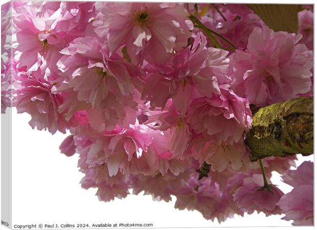 Pink Cherry Blossom Canvas Print by Paul J. Collins