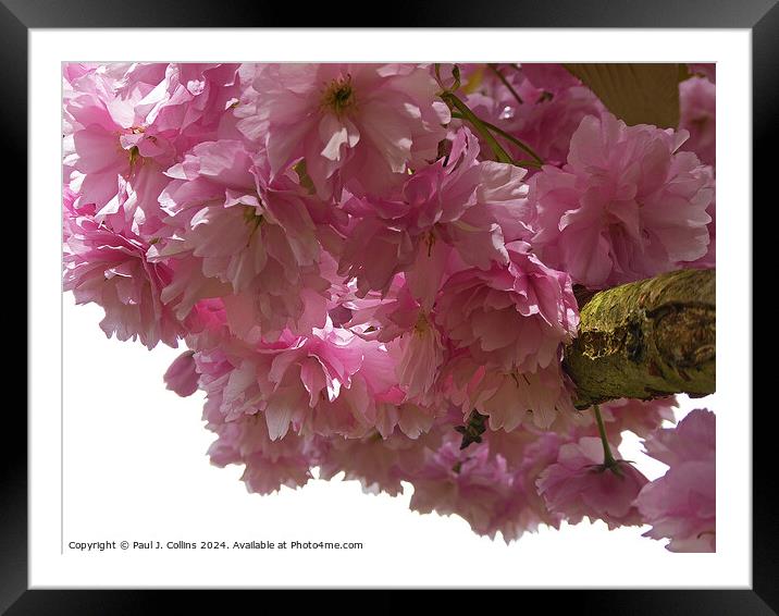 Pink Cherry Blossom Framed Mounted Print by Paul J. Collins