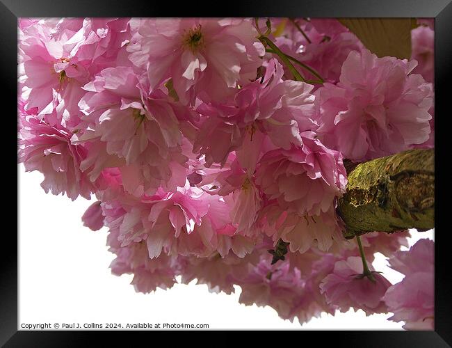 Pink Cherry Blossom Framed Print by Paul J. Collins