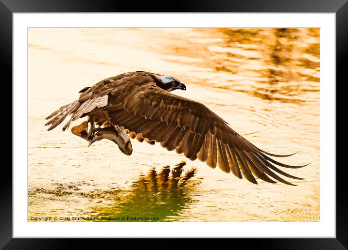 Osprey in the evening light Framed Mounted Print by Craig Smith