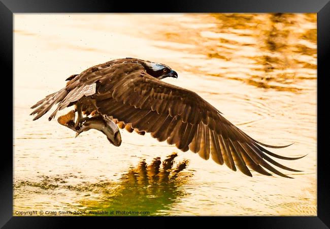 Osprey in the evening light Framed Print by Craig Smith