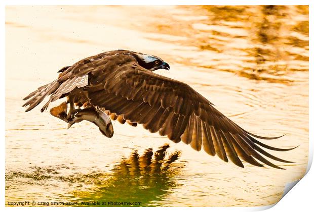 Osprey in the evening light Print by Craig Smith