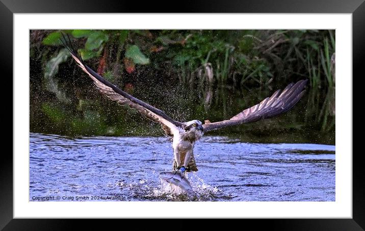 The Osprey Framed Mounted Print by Craig Smith