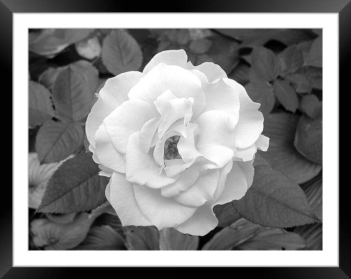 A Single Rose Framed Mounted Print by Kathleen Stephens