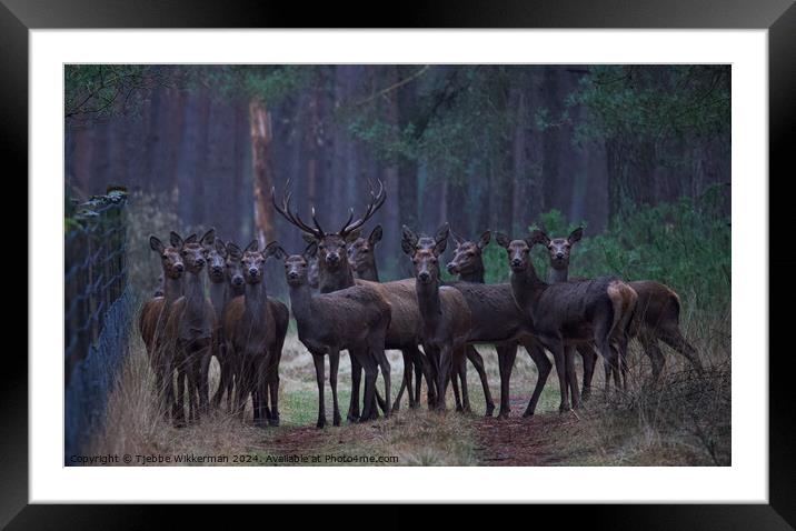 A group of deer standing in the grass Framed Mounted Print by Tjebbe Wikkerman