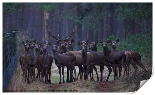 A group of deer standing in the grass Print by Tjebbe Wikkerman