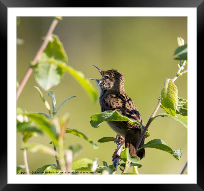 A small bird sitting on a branch Framed Mounted Print by Tjebbe Wikkerman