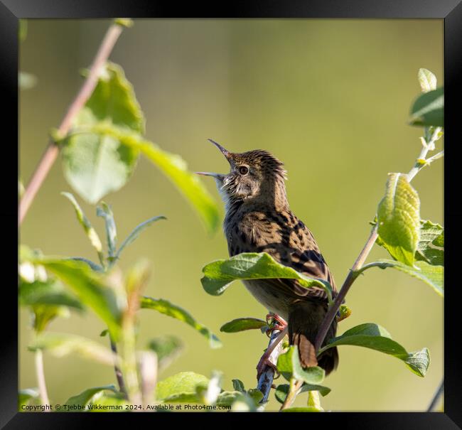A small bird sitting on a branch Framed Print by Tjebbe Wikkerman