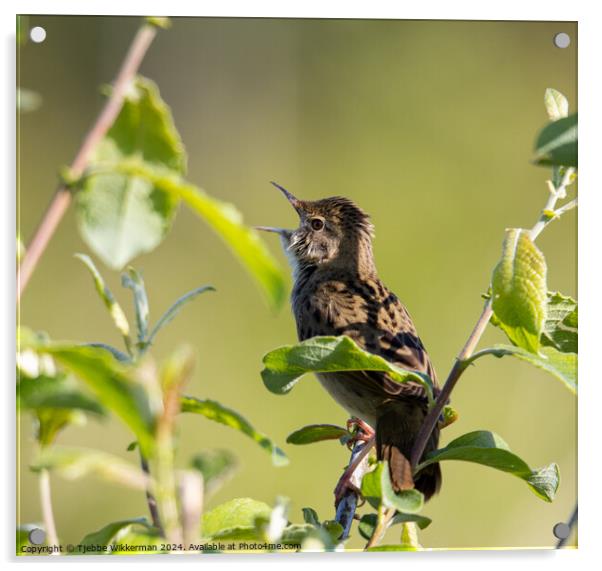 A small bird sitting on a branch Acrylic by Tjebbe Wikkerman