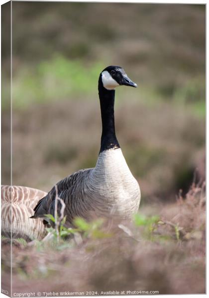 Animal bird Canvas Print by Tjebbe Wikkerman