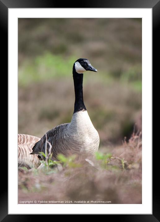 Animal bird Framed Mounted Print by Tjebbe Wikkerman