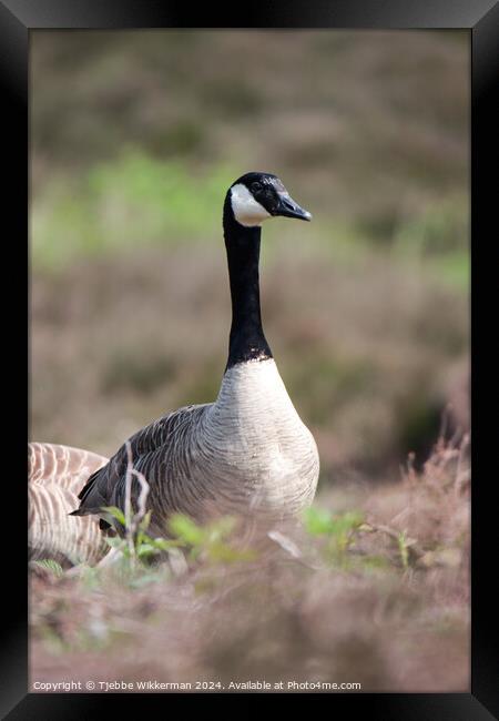 Animal bird Framed Print by Tjebbe Wikkerman