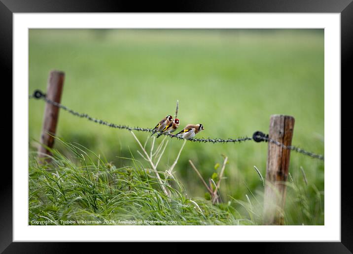 Outdoor grass with birds on fench Framed Mounted Print by Tjebbe Wikkerman