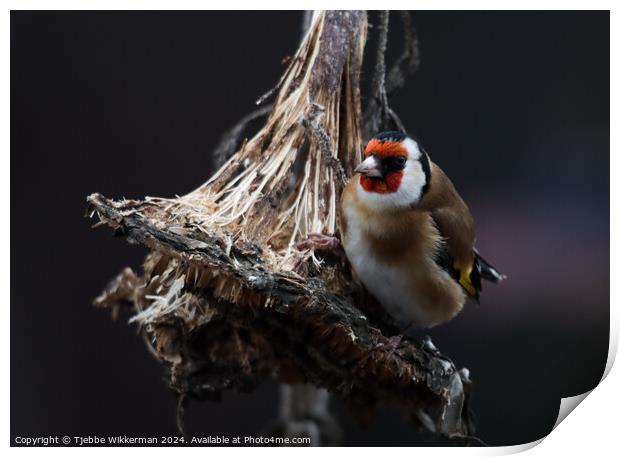 Bird on sunflower Print by Tjebbe Wikkerman